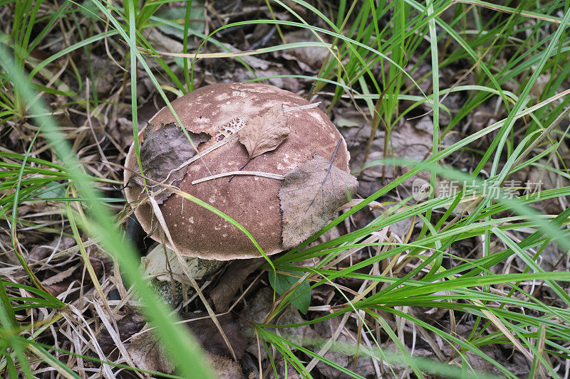 蘑菇 Leccinum scabrum